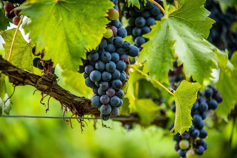 Vintage Vineyard